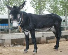 肉驴养殖 德州驴饲养技术 乌头驴价格 出售驴苗 三粉驴 改良肉驴