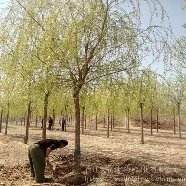 今年江苏沭阳米径8公分垂柳树价格多少钱一棵行道树柳树基地