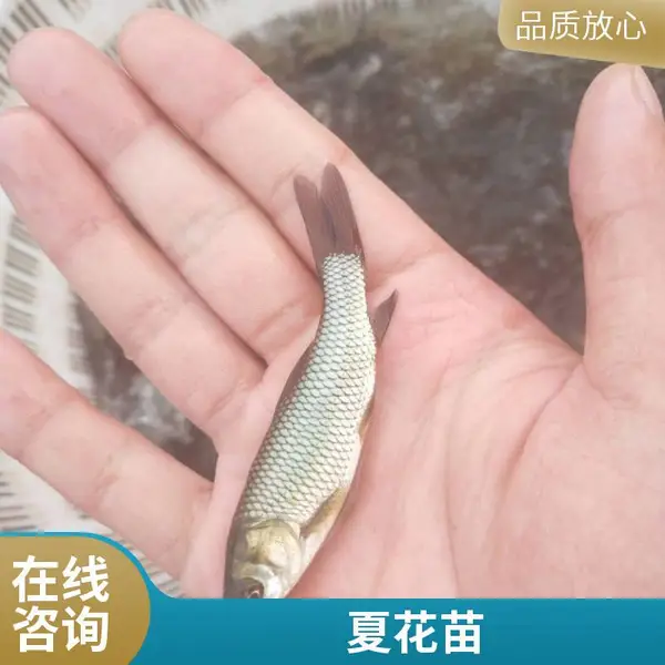 山东日照本地草鱼苗鲤鱼苗养殖场3至5公分鱼苗