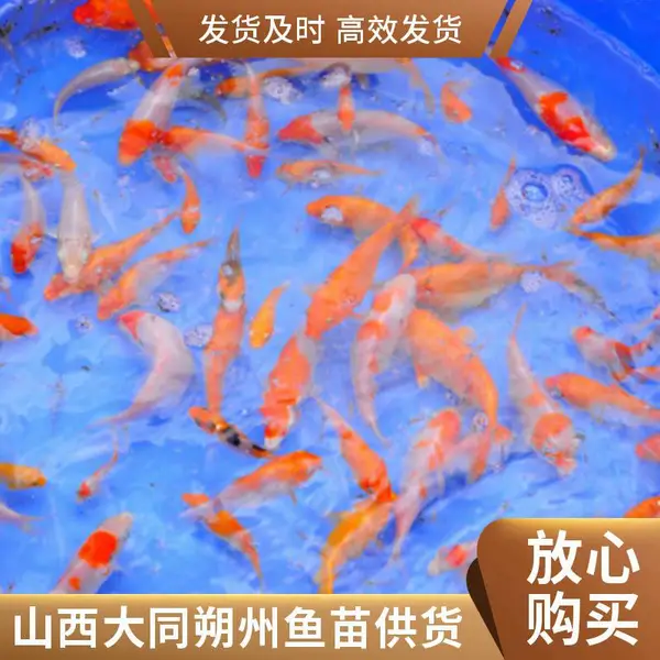 山西大同朔州观赏鱼苗锦鲤鱼苗养殖场 原塘水花 抗逆耐运输