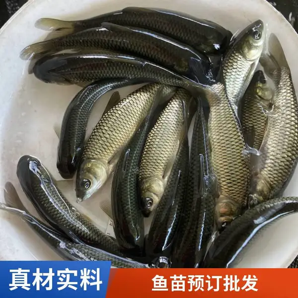 山西吕梁晋中草鱼苗鲤鱼鱼苗养殖场鱼种体质健壮无病无伤