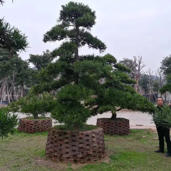 福建造型罗汉松容器苗如何做造型,漳州造型罗汉松优质基地直销如何养护