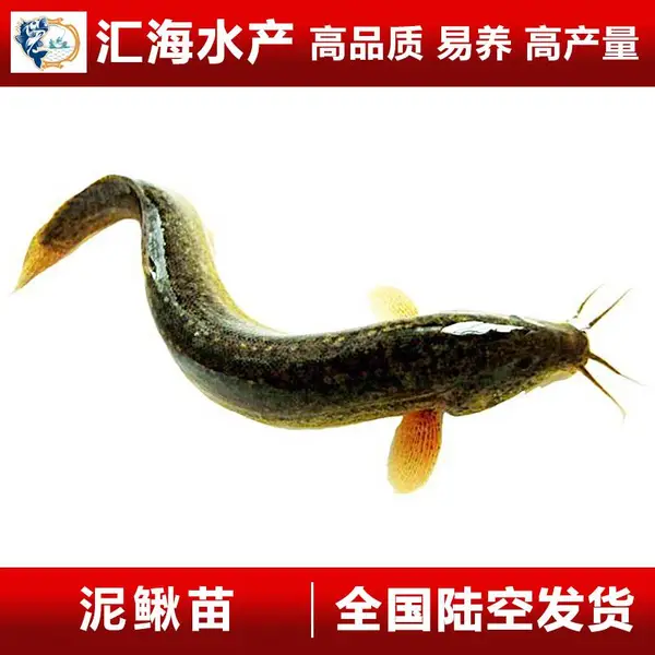 汇海水产泥鳅苗 台湾泥鳅鱼苗 泥鳅寸苗水花苗 供应产地 规格齐全