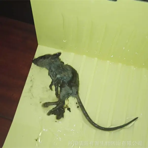 清源虫控|灭老鼠的技巧和收费标准你知道吗?