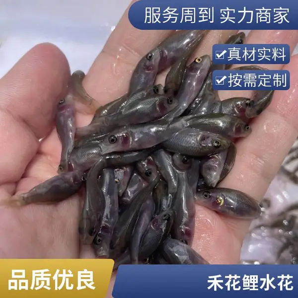 稻田乌鲤鱼苗厂家供应 耐低氧荷花鲤苗 水产养殖禾花鲤种苗