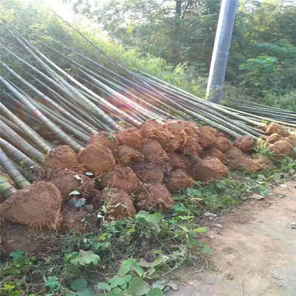 广西崇左春鹃小苗的价格质量认证