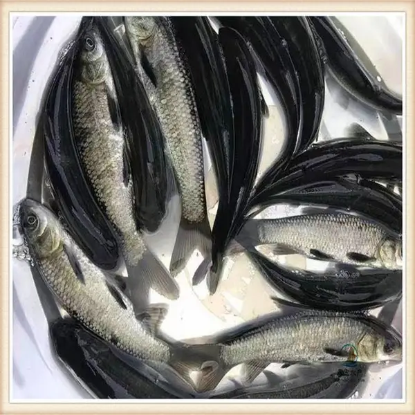 ȫ����Ӧ��˿������ ���ܶ���ֳ���������� �ӽ�������