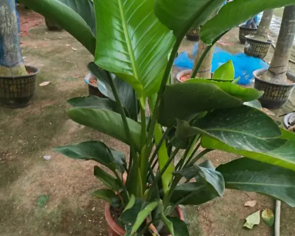 ������������ֲ����۸� ��ӭ��ѯ ���������̬ũҵ��Ӧ