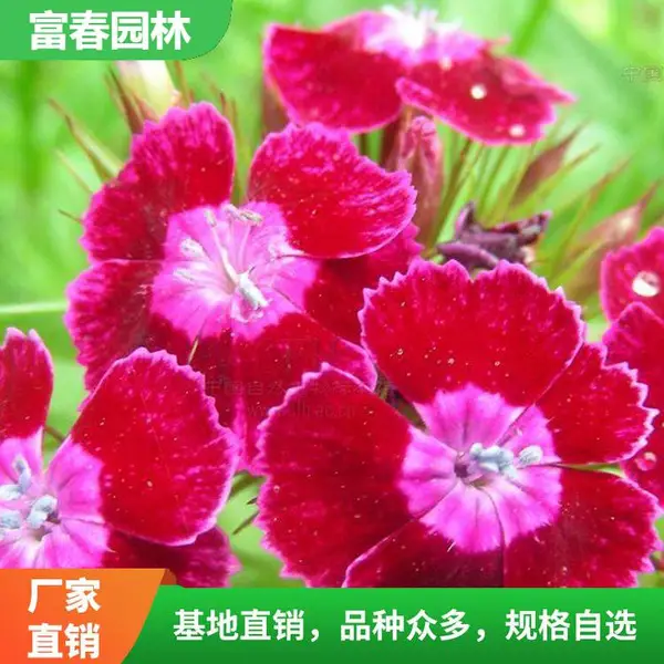 ����ʯ�� ������ֲ ���� ���� ����԰���쾰�����ֲ