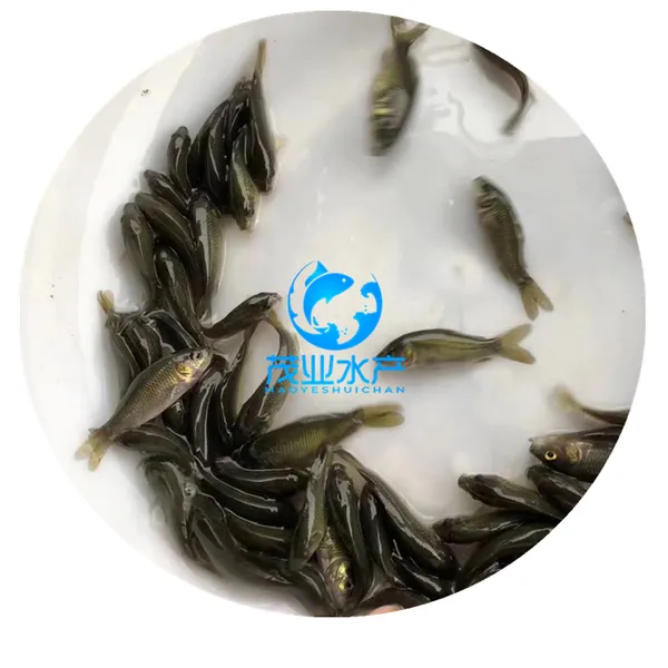 鲤鱼苗/优质2-8公分禾花鲤鱼苗养殖/湖南永州淡水禾花鲤鱼苗批发