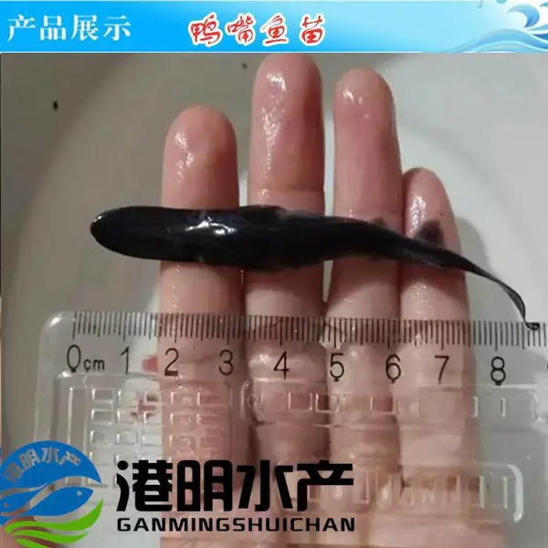 鸭嘴鱼苗 鸭嘴鲟鱼苗 鲟鱼苗批发 佛山黄鸭叫批发基地