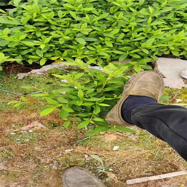 陕西渭南春鹃小苗厂里来电咨询