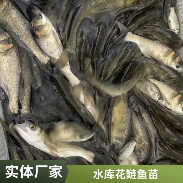 花鲢苗白鲢鱼苗养殖场在山东泰安本地多种规格花鲢鳙鱼苗白鲢鲢鱼