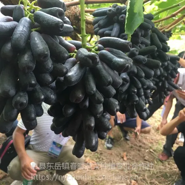 春晖牌蓝宝石葡萄嫁接苗 甜蜜蓝宝石 中晚熟葡萄 春晖牌 两年苗嫁接苗南北均可种植