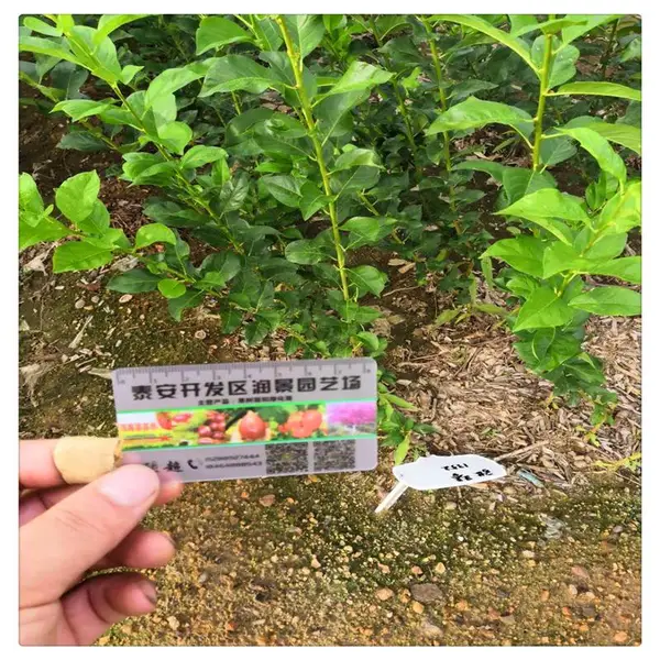 �Ͳ������������ ������������ 5�����������繩Ӧ