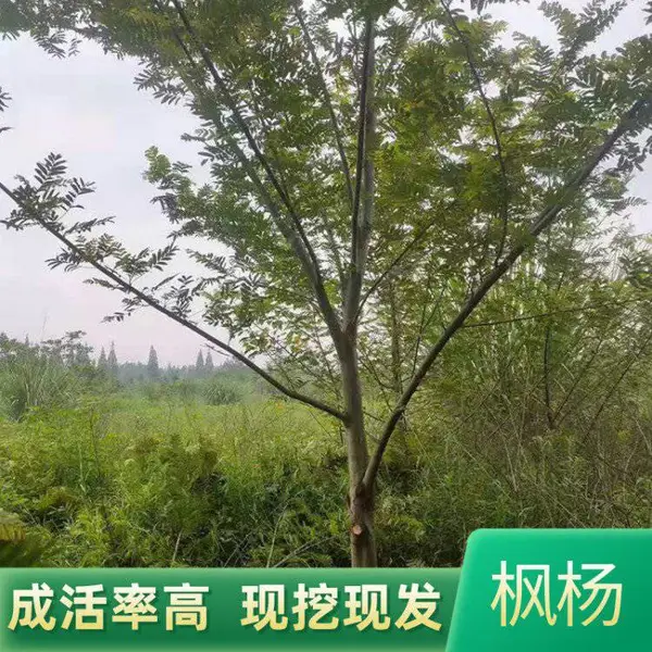 枫杨 园林绿化 树木基地供应 花卉苗木 苗圃 大量供应 质优价廉