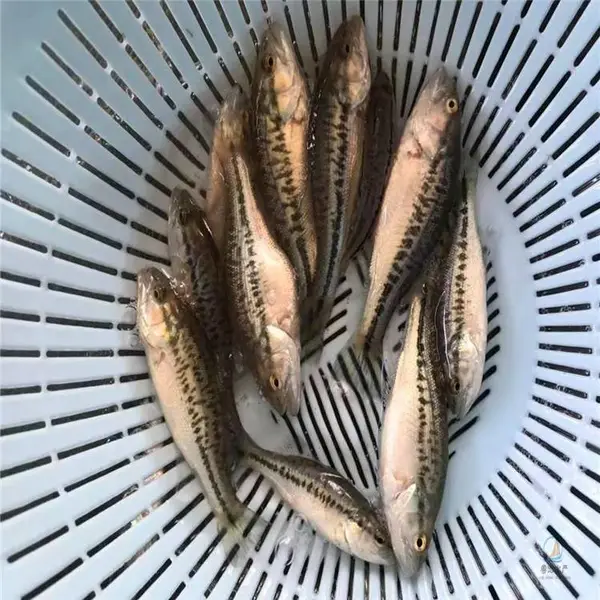 肉食性路亚苗 正宗大口黑鲈鱼苗 加州鲈鱼水生植物 鲈鱼吃法***