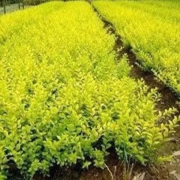 金叶女贞苗小叶女贞球 大叶女贞地被苗四季常青植物