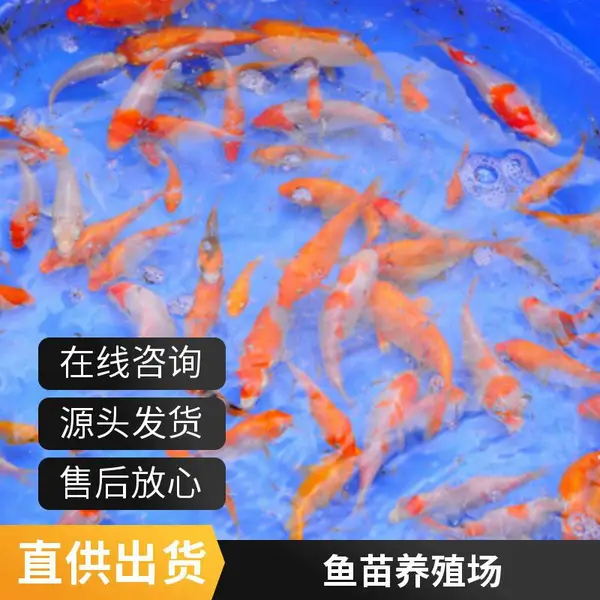 山东日照本地锦鲤鱼苗养殖基地 观赏鱼苗 自繁自育 量大价优