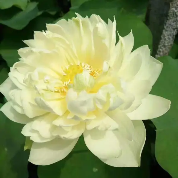 四川精品睡莲种苗 资阳市优质睡莲盆栽荷花苗芦苇苗