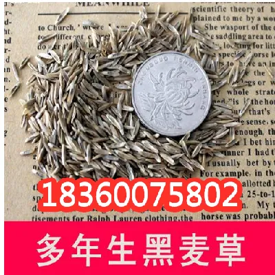 进口耐寒牧草种子多年生黑麦草种子四季常青鸡鸭鹅猪牛羊鱼草种籽