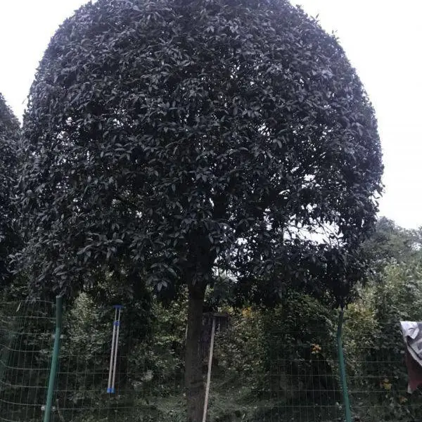 苗木基地 供应桂花笼子 0.3-6米都有哦 高杆桂花出售