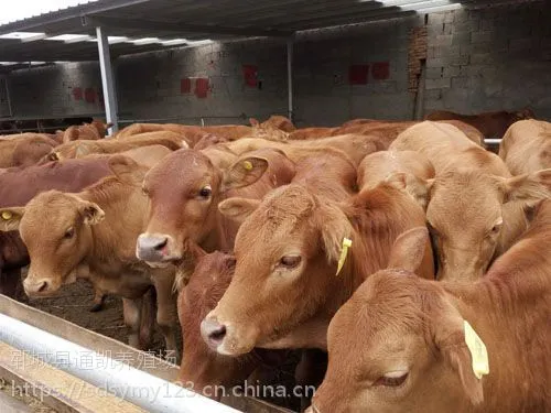 中国养殖技术网南方肉牛西门塔尔牛养殖四川肉牛养殖肉牛肉牛