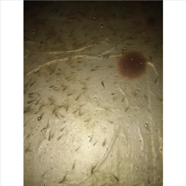 广东原蓝优质抗病花星鱼苗_农业养殖淡水鲜活七星鱼苗批发产地