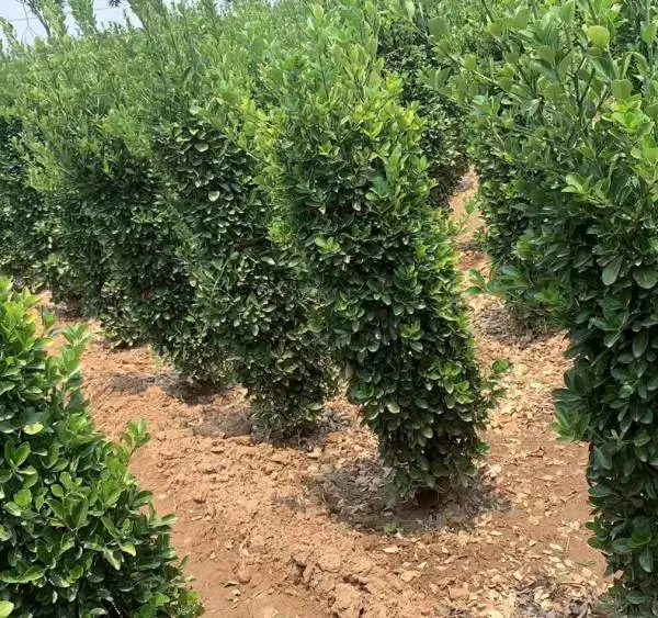 大叶黄杨柱,高篱笆直接成型