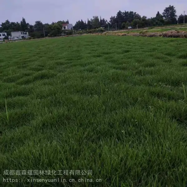 贵州云南河南混播台湾二号草坪基地 混播草皮工程苗