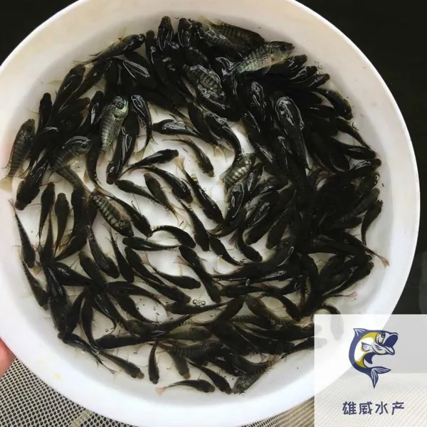 �޷�����������ȫ�����޷�������ۺ���һ���޷����繩Ӧ