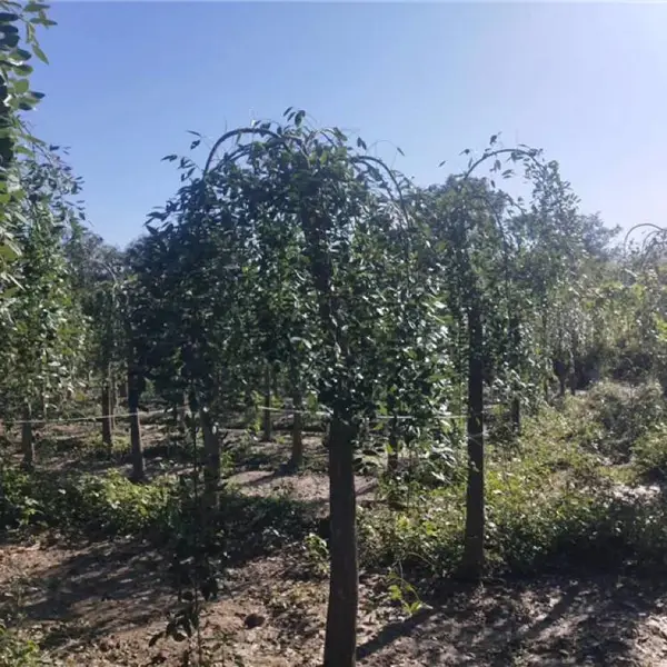 ��צ������-12������צ��-����ֱ��-װ��������-��������