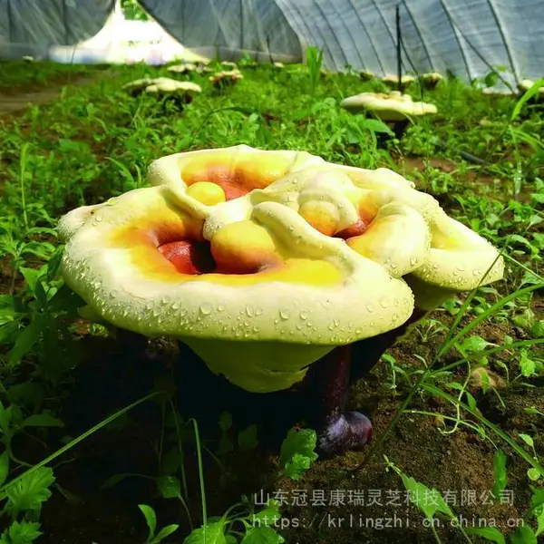 山东灵芝种植基地供应灵芝菌种 批发灵芝菌棒 灵芝菌包 灵芝种植技术