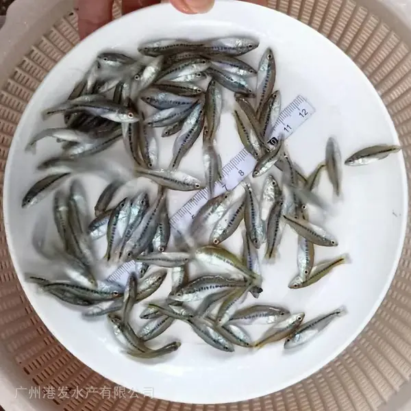 一手鲈鱼苗出售 港发水产养殖基地健康加州鲈鱼苗 适应性强 运输包活