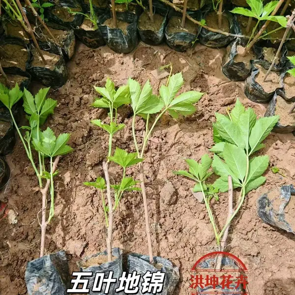 地锦 三叶地锦 五叶地锦 爬山虎批发 爬山虎种植基地 杯苗 绿化护坡 爬藤