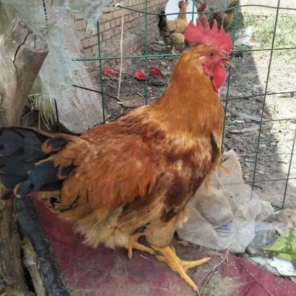 红麻鸡苗 红羽肉鸡苗 快大红麻鸡苗 优质红麻鸡苗