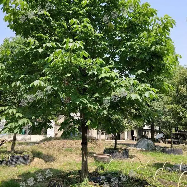 七叶树苗嫁接苗七叶树苗七叶树苗四季七叶树苗七叶树苗树盆栽地