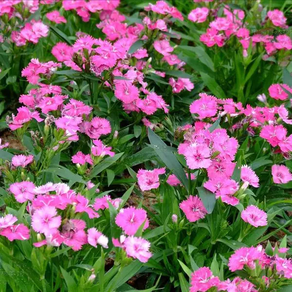 甘肃常夏石竹 绿化用时令草花 常夏石竹价格