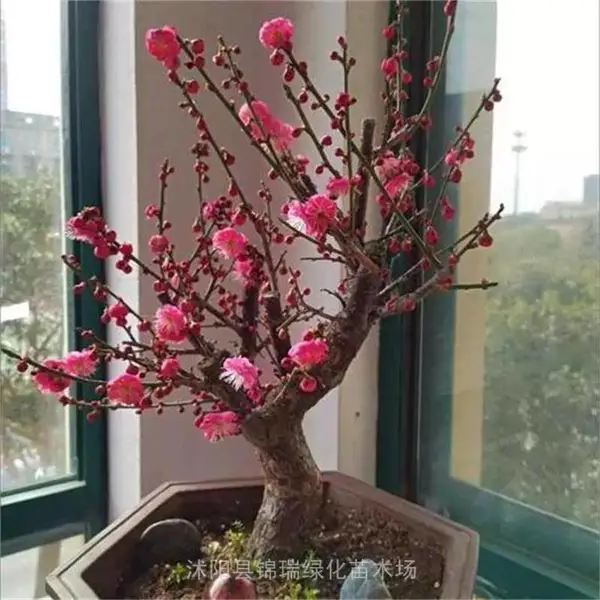 ���� ÷���辰���� ��ԭ���� ������׮ �޽ӵĶ�����̬��ѡ
