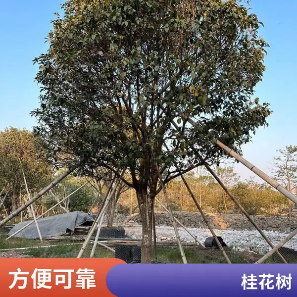 大型花卉苗木基地 小区城市道路绿化四季桂金桂常年销售