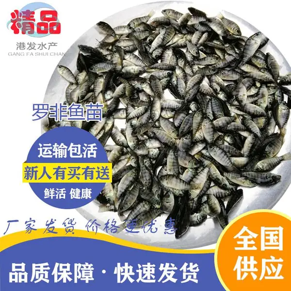 自产自销单性罗非鱼苗 抗病力强 港发鱼苗场 四大家鱼苗精选商家