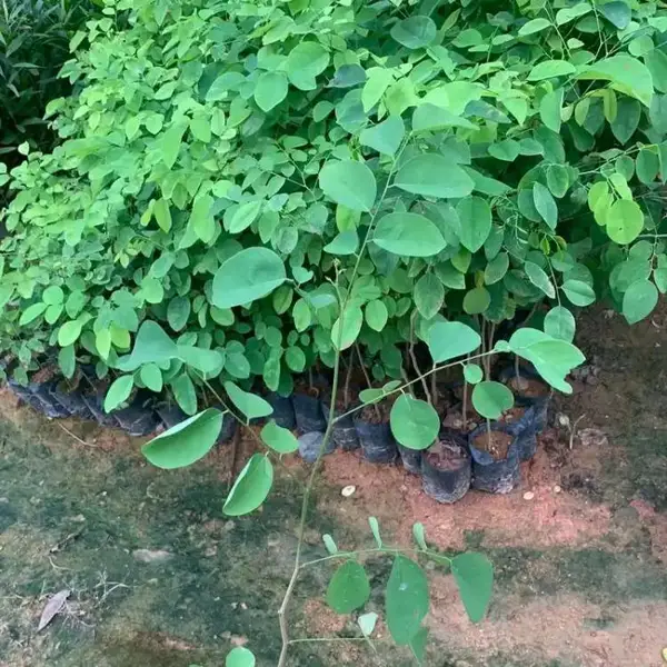 苗圃出售大红酸枝 交趾黄檀3斤袋苗行道绿化风景工程苗根茎健壮