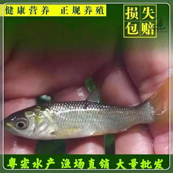 基地供应4-10厘米草鱼苗 淡水脆肉鲩鱼苗 鲩鱼一尾