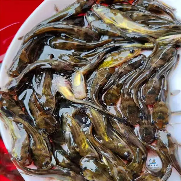 苗场直售鲫鱼苗 黄辣丁混养 黄沙古鱼苗全国发货