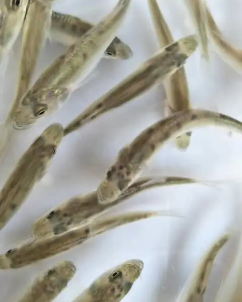 七星鲈鱼苗大量出售 成活率高 病害少 生长速度快 空运全国