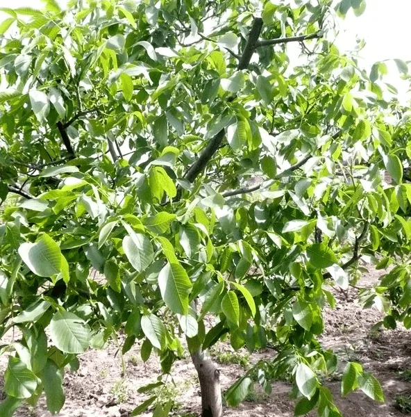 规格全适应性强2公分薄皮核桃苗 保湿发货核桃树苗