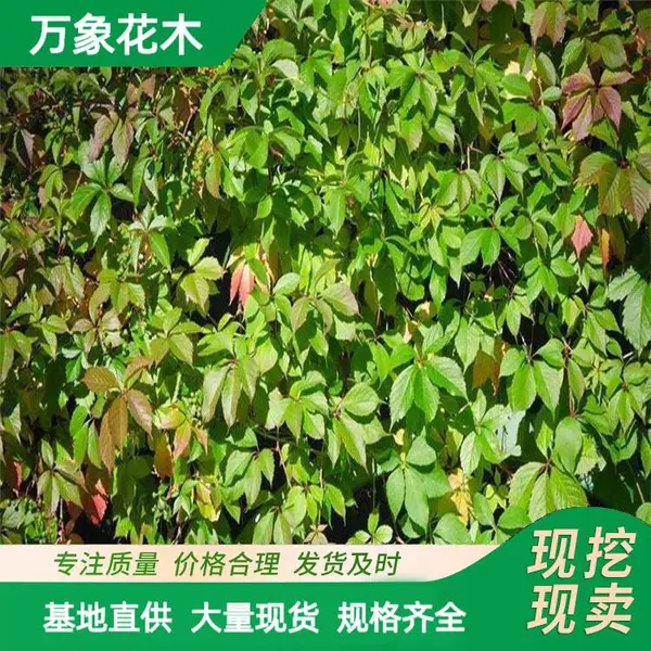 苗圃出售 爬山虎苗 五叶地锦 墙体绿化观叶藤本植物 小区造景
