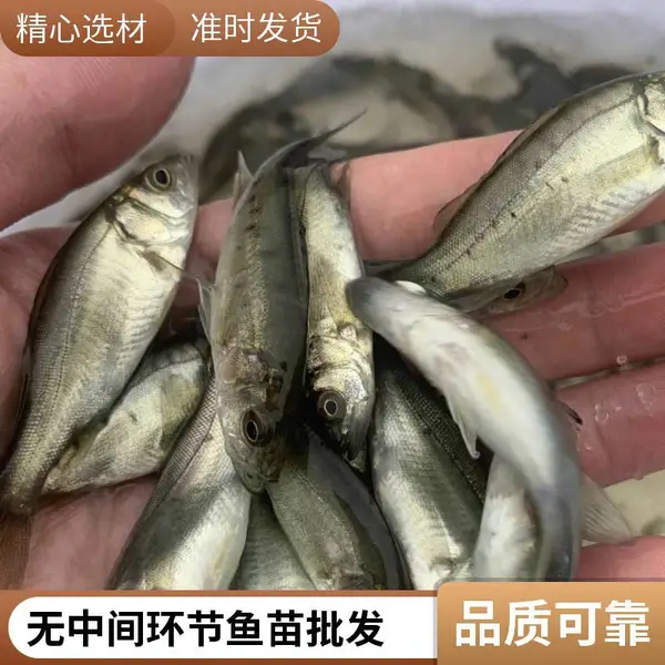 常年供苗 量大从优 山东滨州本地鲟鱼鱼苗鲈鱼苗养殖场