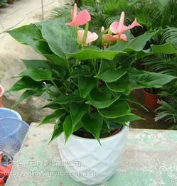花卉租赁北京绿植租赁公司