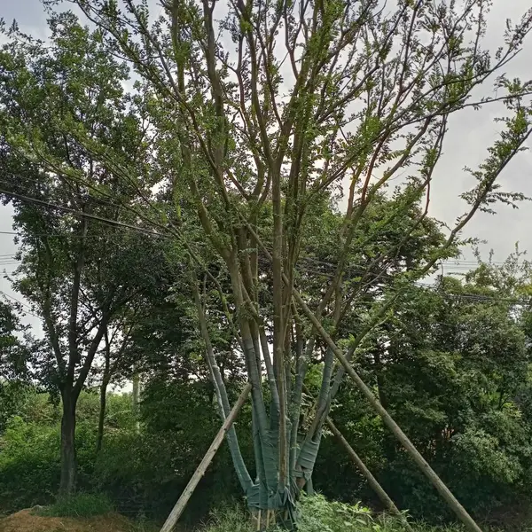 精品行道庭院丛生朴树榉苗木丛生红榉树苗特选大树朴树苗大小苗 朴树5cm直径 其他